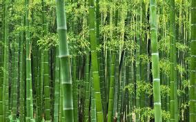 bamboo意思|bamboo是什么意思